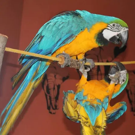 El